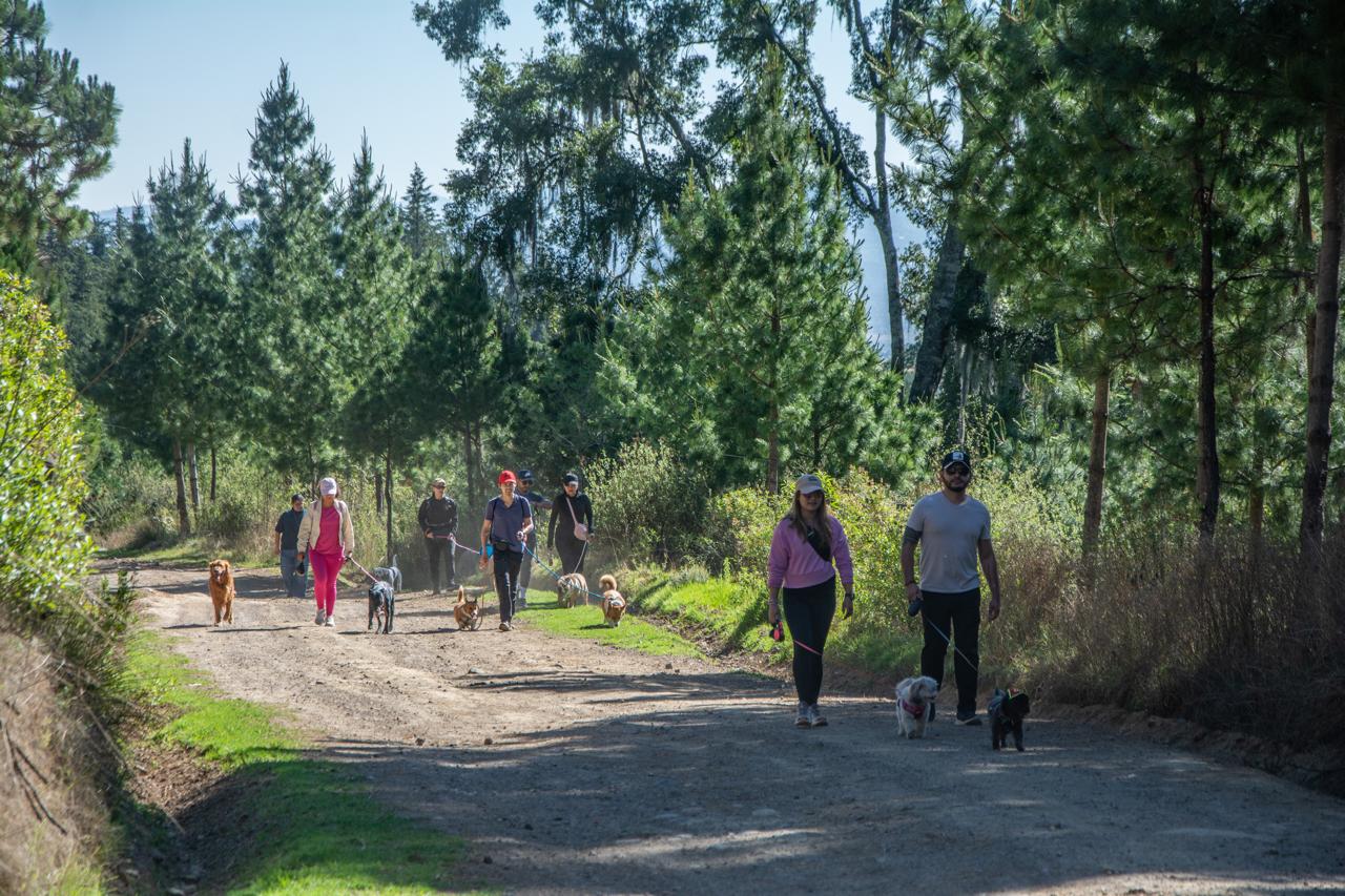 Perrito en la aventura Camino de la luciérnaga
