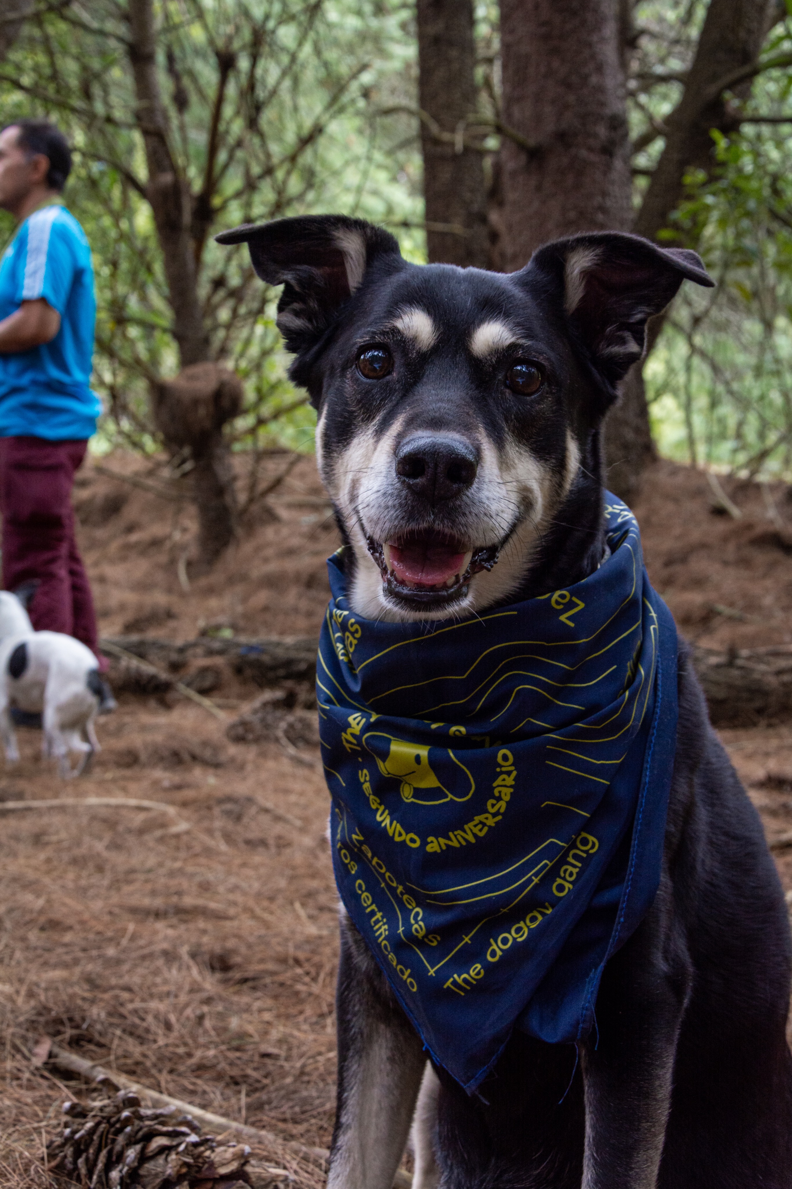 Bandana Doggy Gang
